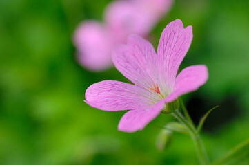 Fototapeta premium ゲラニウム