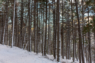 Snow covered forest during winter season in Esquel, Patagonia, Argentina