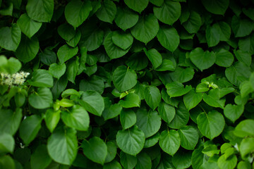 Fototapeta na wymiar Macro shot of green leaf shrub texture natural spring summer background. Lush leaves, fresh green color. Wall shrubs