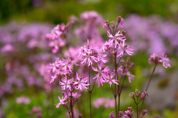 リクニス・ウィスカリア