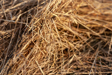 Dry grass in the rays of the rising sun. Macro, narrow focus.