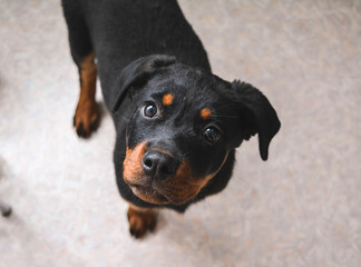 portrait of a rottweiler puppy