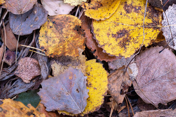 Yellow leaves in the forest.Autumn forest in October.