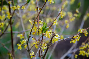Closeup of beautiful yellow forsythia flowers