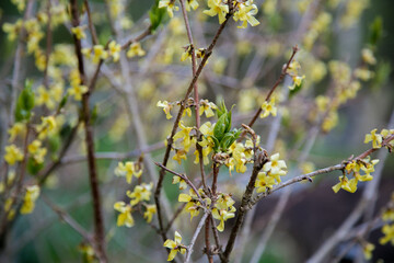 Closeup of beautiful yellow forsythia flowers