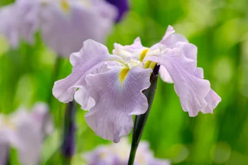 Fotobehang Purper 菖蒲  © Paylessimages