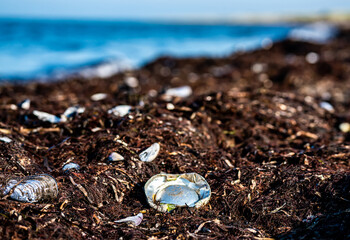 Piece of old aluminum can among seaweed on a beach, sign of ocean pollution.