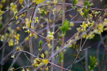 Closeup of beautiful yellow forsythia flowers