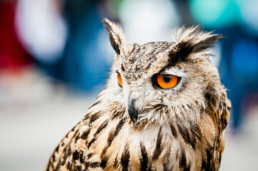 Portrait close up d'un majestueux hibou grand-duc