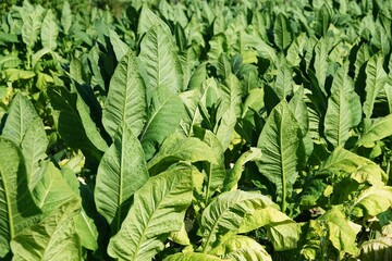 Close up detail of tuscan tobacco leaf. Sansepolcro, Tuscany / Italy