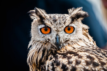 Portrait close up d'un majestueux hibou grand-duc