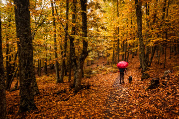 El Tiemblo chestnut natural reserve, in Avila, Castilla y Leon. Autumn with fallen leaves