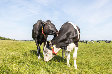 Two cows. Cow comforts another cow by licking playfully her neck, cuddling with love and standing...