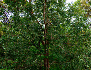 Obraz premium Indonesian forest 