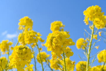 三陽メディアフラワーミュージアムの菜の花