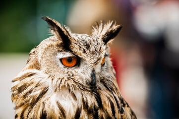 Portrait close up d'un majestueux hibou grand-duc