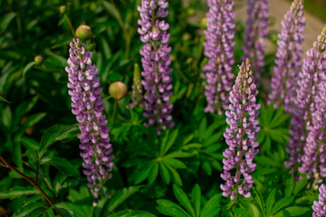 Violet flower on dark green foliage nature background. Close up macro shot green bush with colorful lupine bud. Beautiful summer spring natural fonts. Botanical garden concept