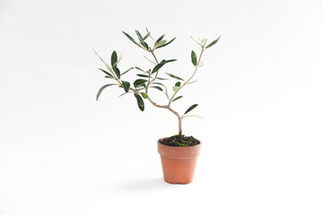 Small Bonsai Tree. Potted Plant. Olive