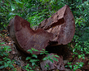 heart shaped tree trunk