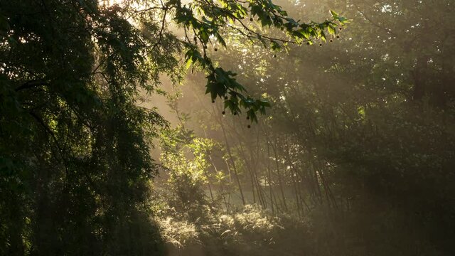 Timelapse of the Morning Sun Shining Though the Woods