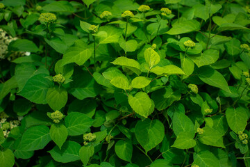 Fototapeta na wymiar Green leaf shrub nature spring summer background, floral texture. Lush leaves, fresh green color. Hydrangea macro shot, close up