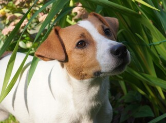 piesek w trawie , jack russell terrier