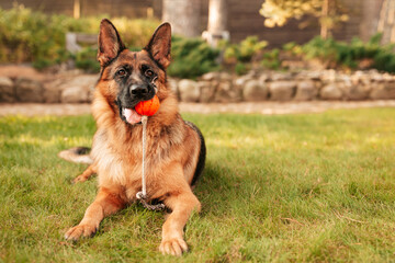 Portrait of a German shepherd with a orange ball in the mouth lying on grass. Purebred dog in Autumn park.