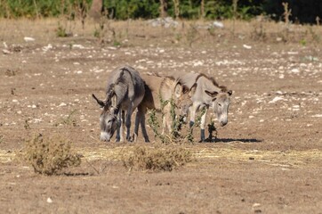 Group of donkeys grazing in the countryside