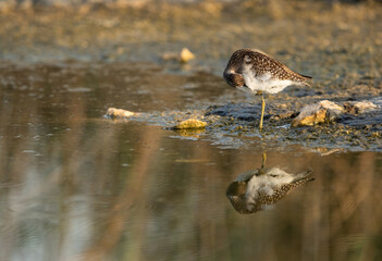 Wood Sandpiper preening at Asker marsh, Bahrain