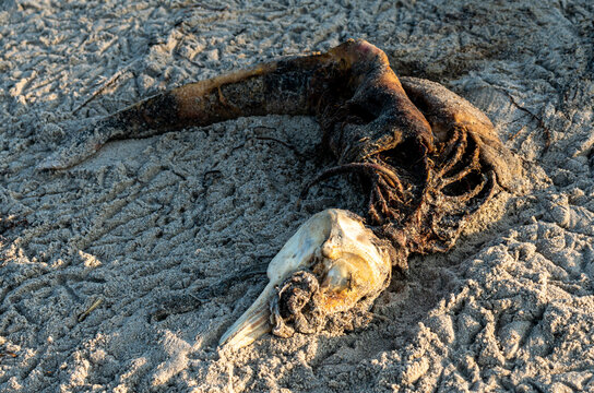 Rotting corpse and scull of a small dead dolphin on the beach. Result of ocean pollution.
