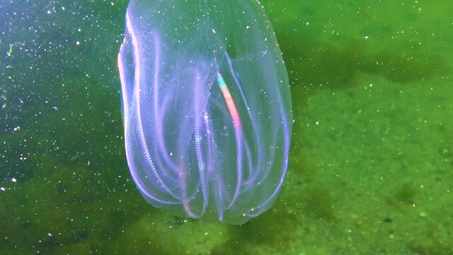 Ctenophores, comb invader to the Black Sea, jellyfish Mnemiopsis leidy. Black Sea