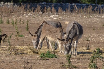 Group of donkeys grazing in the countryside