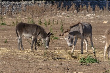 Group of donkeys grazing in the countryside