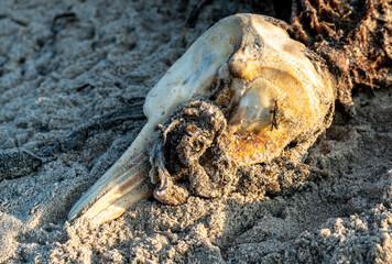 Rotting corpse and scull of a small dead dolphin on the beach. Result of ocean pollution.