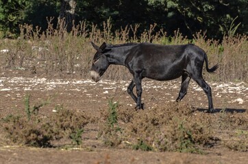 Donkey grazing in the countryside