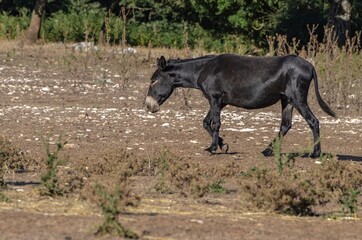 Donkey grazing in the countryside