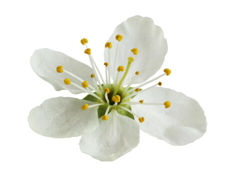 plum blossom isolated on a white background.
