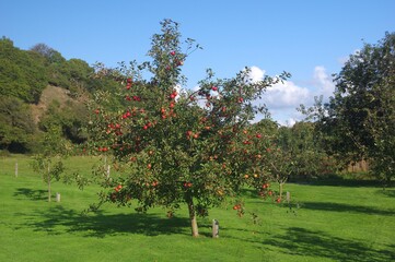 Apfelbaum