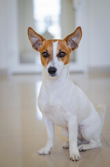Cute sitting red dog jack russell terrier
