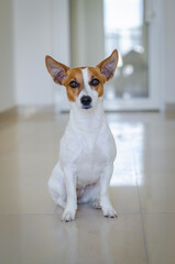 Cute sitting red dog jack russell terrier