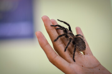 Tarantula in hand. Wild animals are dangerous and have deadly poison.