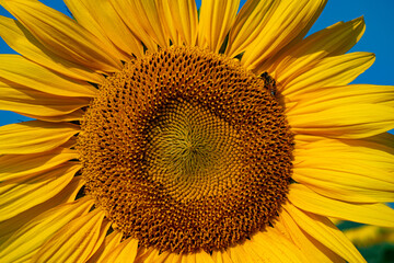 Naklejka premium a single sunflower: helianthus annuus