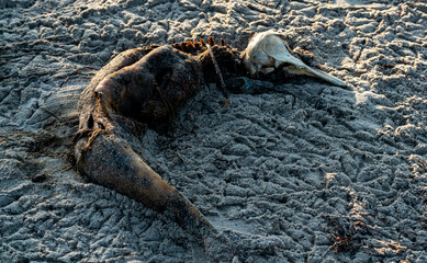 Rotting corpse and scull of a small dead dolphin on the beach. Result of ocean pollution.