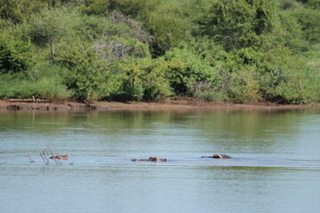 Photo Taken in Kruger National Park