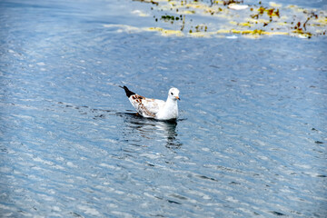 seagull  in the water