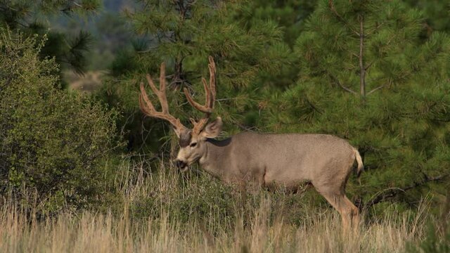 A mature mule deer male stag buck with fuzzy velvet covered antlers feeds on leaves in Bandelier National Monument in New Mexico. Premium 4k HD video of wildlife preparing for mating season.