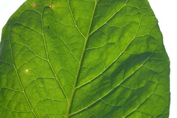 Naklejka na ściany i meble Close up detail of tuscan tobacco leaf. Sansepolcro, Tuscany / Italy