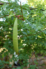The green pod with seeds of Campsis radicans (Trumpet creeper) 