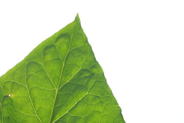 Fototapeta na wymiar Close up detail of tuscan tobacco leaf. Sansepolcro, Tuscany / Italy