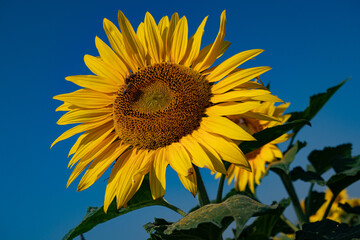 a single sunflower: helianthus annuus